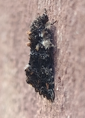 Callopistria latreillei