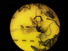 Tryphoninae