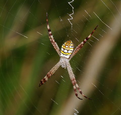 Argiope picta
