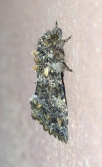 Callopistria latreillei