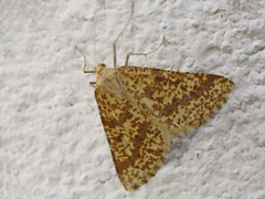Aspitates ochrearia