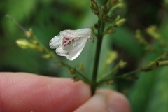 Justicia martinsoniana