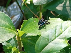 Chrysomelidae