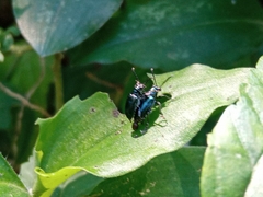 Chrysomelidae