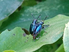 Chrysomelidae