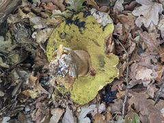Boletus aereus