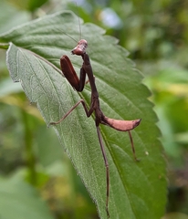 Stagmatoptera