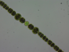 Dolichospermum
