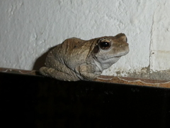 Chiromantis xerampelina