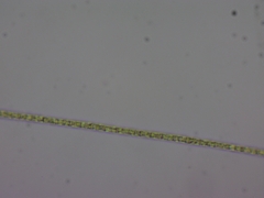 Planktothrix