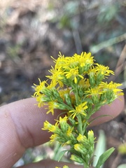 Solidago tortifolia