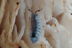 Porcellionidae