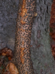 Diatrype disciformis