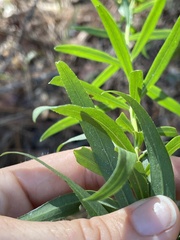 Solidago tortifolia