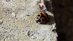 Harmonia axyridis