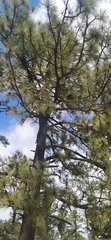 Pinus engelmannii
