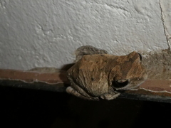 Chiromantis xerampelina