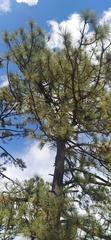 Pinus engelmannii
