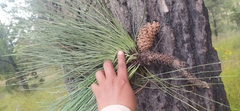 Pinus engelmannii