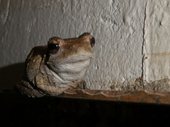 Chiromantis xerampelina