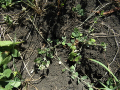 Chenopodium vulvaria