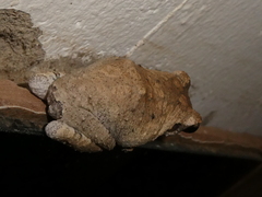 Chiromantis xerampelina