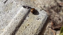 Harmonia axyridis