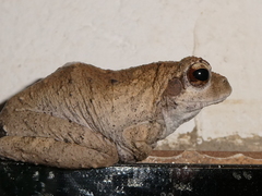 Chiromantis xerampelina