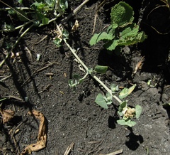 Chenopodium vulvaria