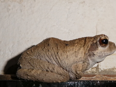 Chiromantis xerampelina