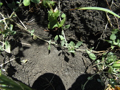 Chenopodium vulvaria