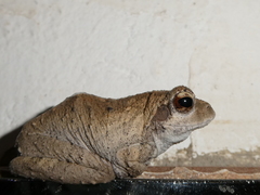 Chiromantis xerampelina