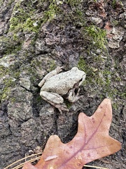 Hyla versicolor