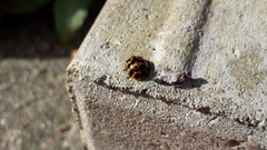 Harmonia axyridis