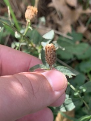 Centaurea nigrescens