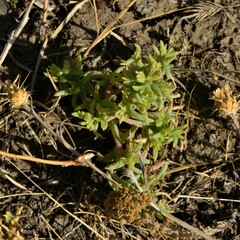 Gamanthus pilosus
