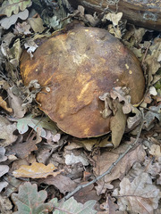 Boletus aereus