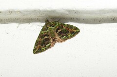 Austrocidaria similata