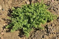 Gamanthus pilosus