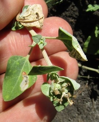 Chenopodium vulvaria