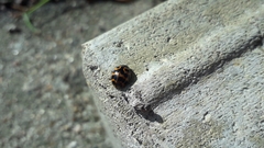 Harmonia axyridis