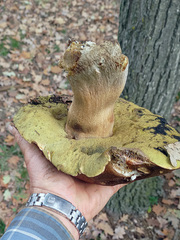 Boletus aereus