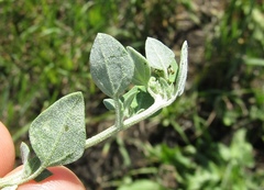 Chenopodium vulvaria