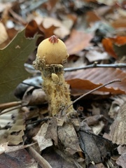Calostoma lutescens