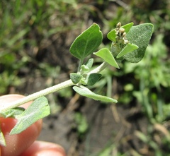 Chenopodium vulvaria