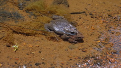 Sclerophrys garmani