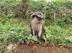 Cercopithecus mona