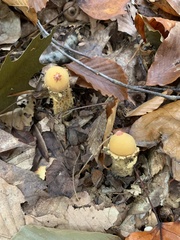 Calostoma lutescens