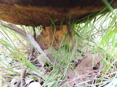 Phlebopus marginatus