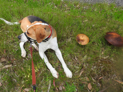 Phlebopus marginatus